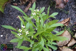 Lobularia maritima